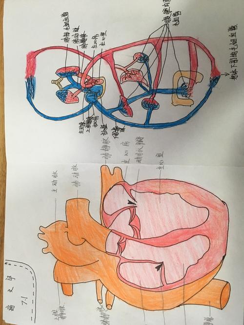 血液循环的动力之源——心脏(初二一班出品)