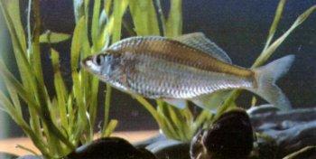 多鳞刺鳑鲏