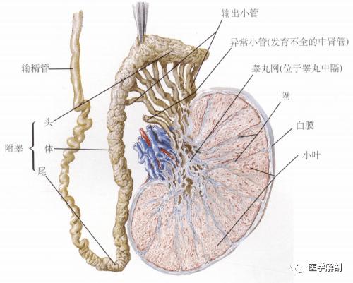 人体解剖学:男性生殖器 | 睾丸