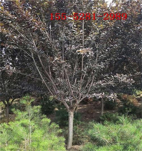 紫叶李树_8公分9公分紫叶李 10公分12公分15公分紫叶李