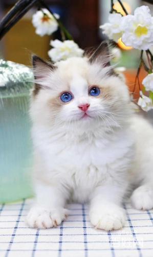 布偶猫高端精品治愈系甜美可爱会撒娇爱卖萌