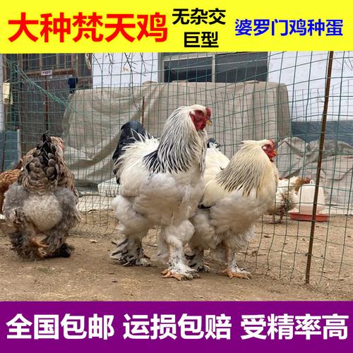 观赏婆罗门鸡养殖场出售梵天鸡种鸡婆罗门鸡苗价格观赏鸡种蛋价格