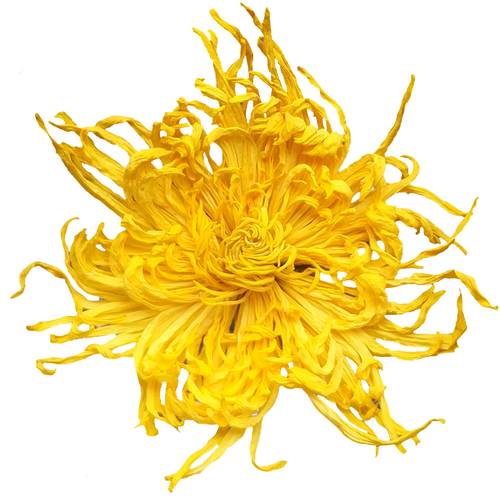 金丝皇菊大菊花茶一朵一杯茶叶贡胎菊可搭枸杞金银花茶视频