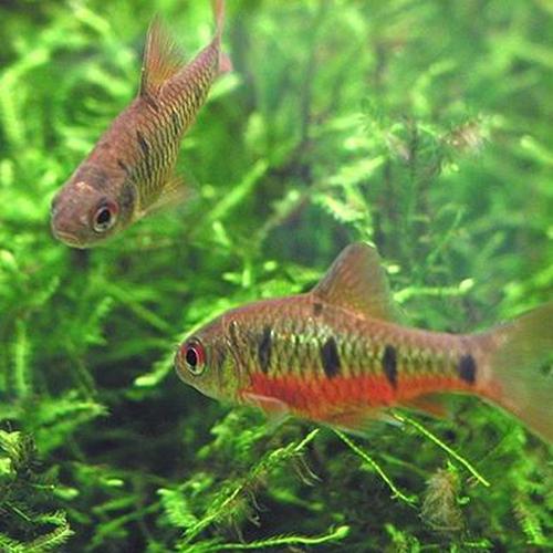 原生生冷淡水鱼条纹小鲃活体小溪二须鲃群观赏鱼