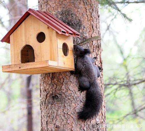 萌萌哒的小松鼠,真会玩,太可爱了!