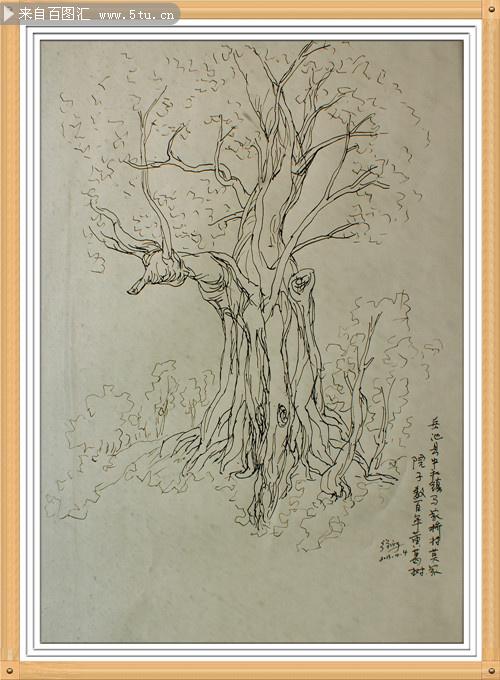 03 重庆市树黄桷树钢笔画创作