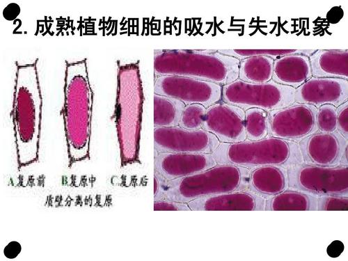 成熟植物细胞的吸水与失水现象