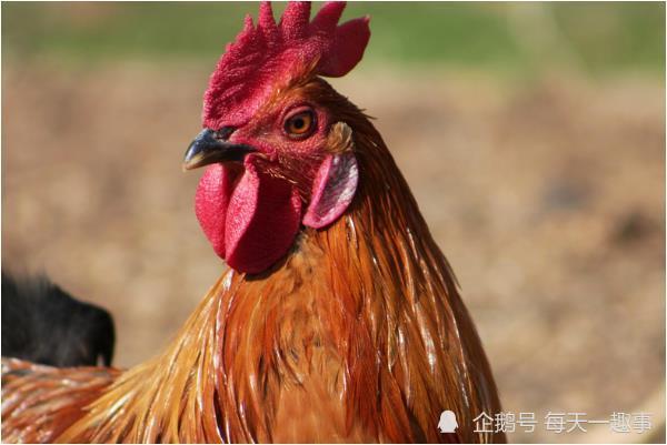 属鸡的今年40岁的女人命运属鸡的女人命运怎样