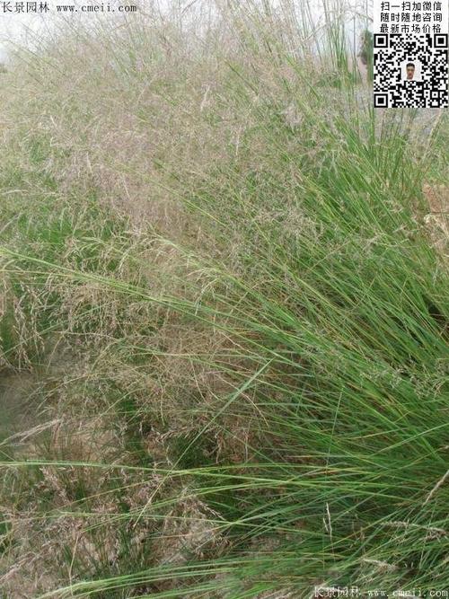 芨芨草种子