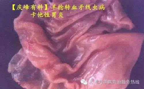 羊常见寄生虫病-图片!收藏!