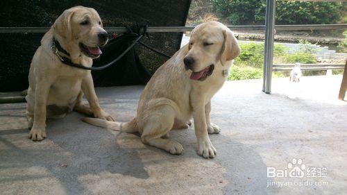 如何区分拉布拉多与金毛犬