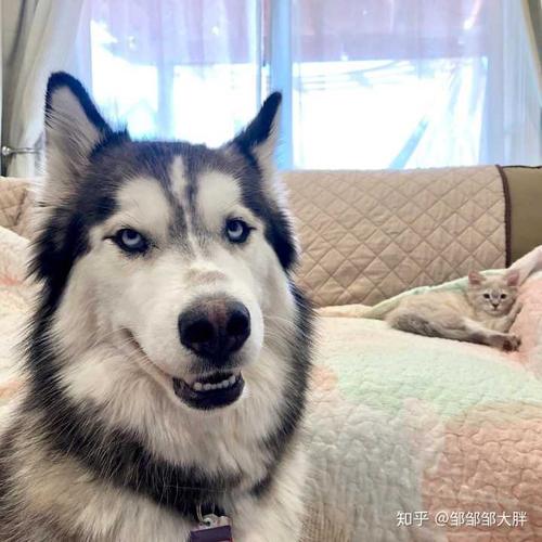 有哪些高冷又不失可爱的头像
