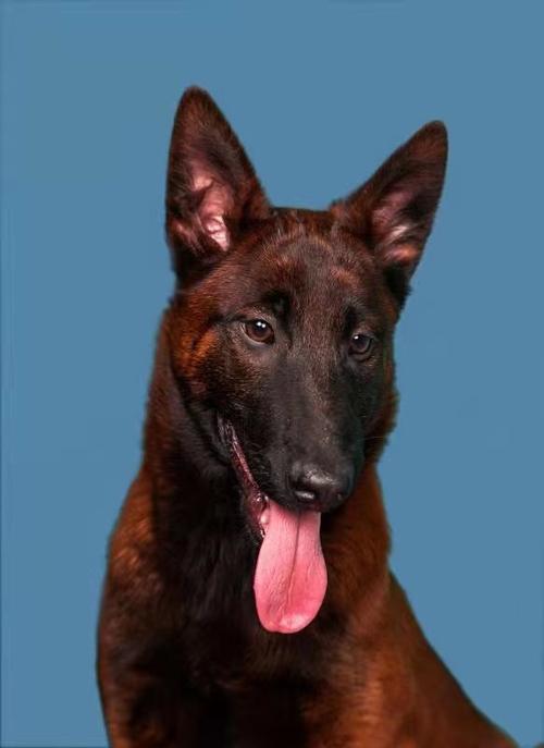 纯种爆红马犬幼活体警犬看家家护院犬精品比利时畜牧