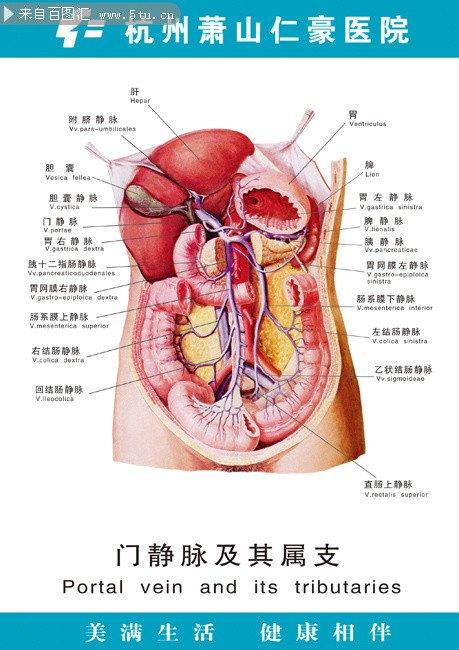 人体器官结构示意图手抄报 手抄报版面设计图