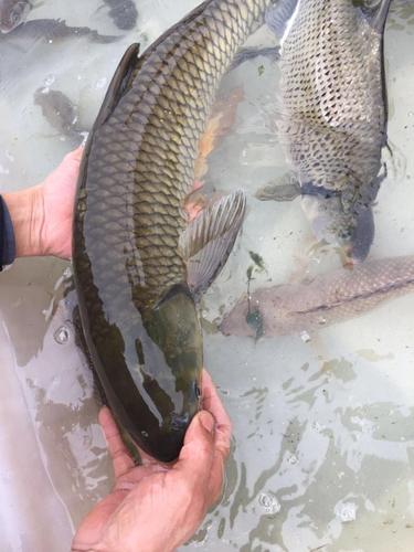 野生草鱼 河鱼 鲩鱼 草鲩 河鲩 淡水鱼 无污染 野生河鲜 3斤69元