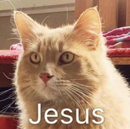 水 各位有带jesus字样的表情么 谢谢!
