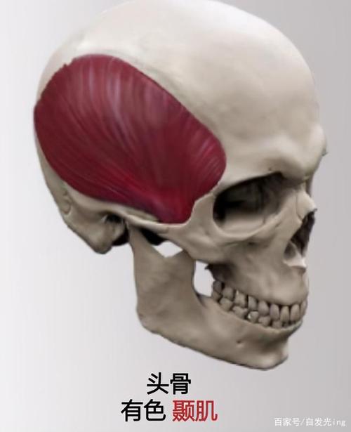 如果向下压了,就说明颞肌跟着表情进