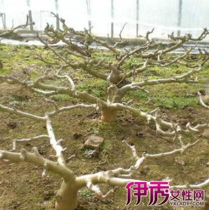 【图】无花果树修剪图介绍 几大技巧教你种出青翠植株