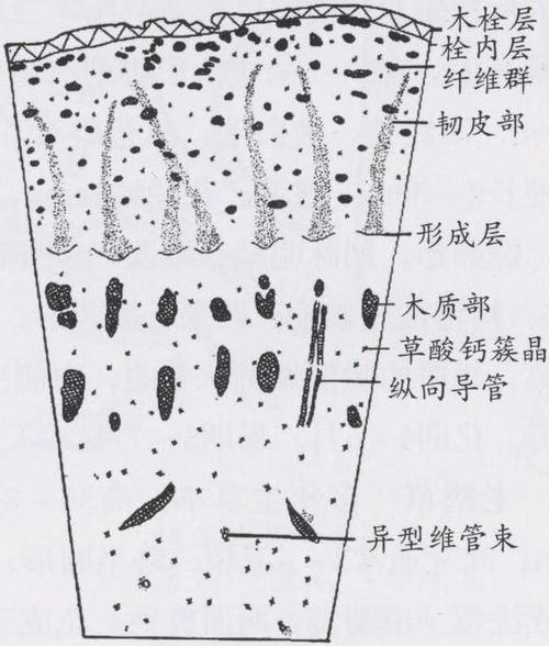 根茎横切面简图