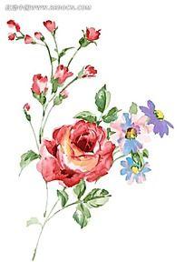 粉色蔷薇水彩画