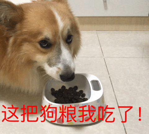汪星人狗这把狗粮我吃了gif动图_动态图_表情包下载