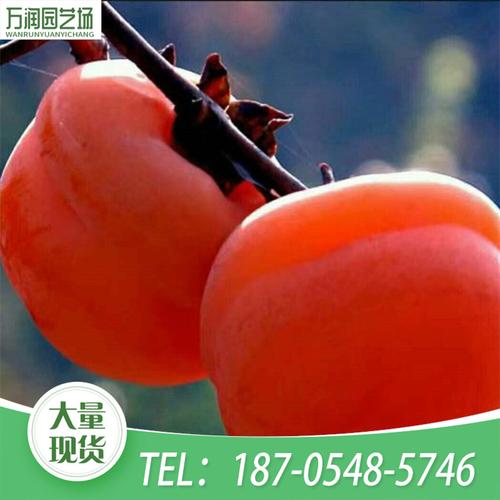 出售品种多样紫玉柿子苗 批发根系发达黑柿子苗