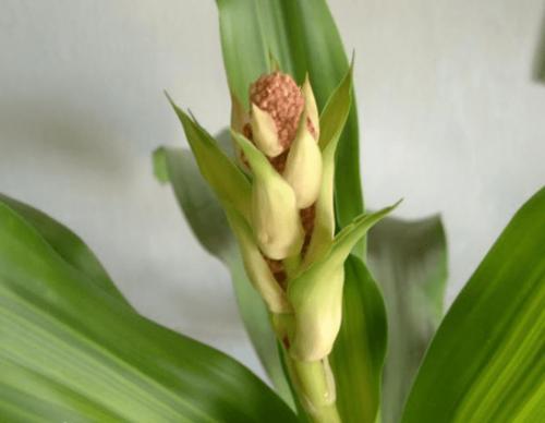 香龙血树什么时候开花?香龙血树的寓意 - 花百科