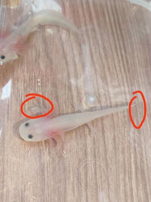 有人知道六角恐龙烂脚了该怎么办吗?