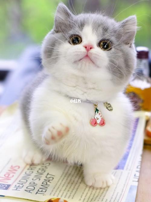 蓝白曼基康矮脚猫 曼赤肯短腿猫