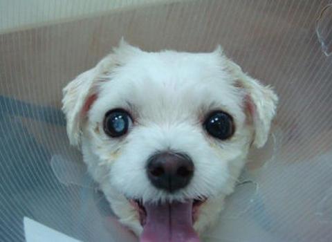 狗狗青光眼怎么办?