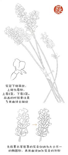 飞乐鸟彩铅教程 薰衣草 1