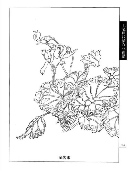 工笔画线描百花画谱(秋冬篇)——仙客来