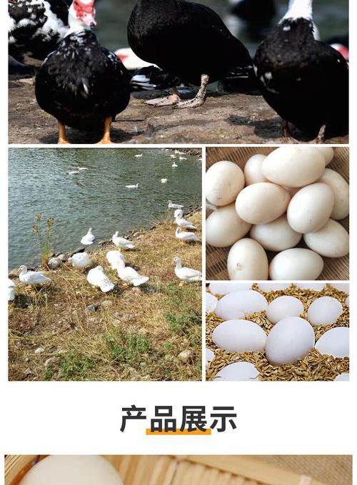 非洲雁蛋新鲜现捡现发特大个生态散养孕妇宝宝老人蛋年货非洲雁蛋20枚