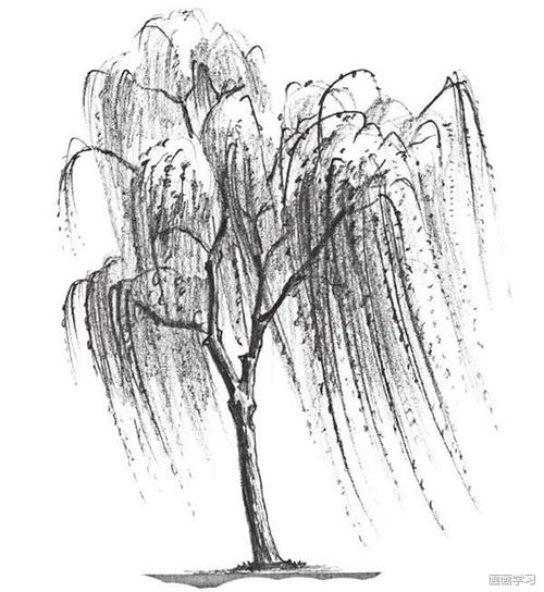 素描垂柳树干 素描垂柳的绘画步骤四 5,加重柳树树枝,由中间向下画