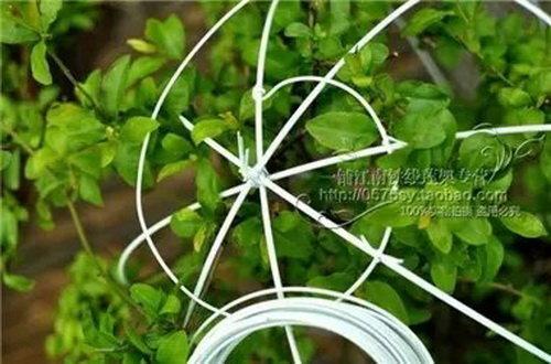 教你用铁丝给你的花草做造型!