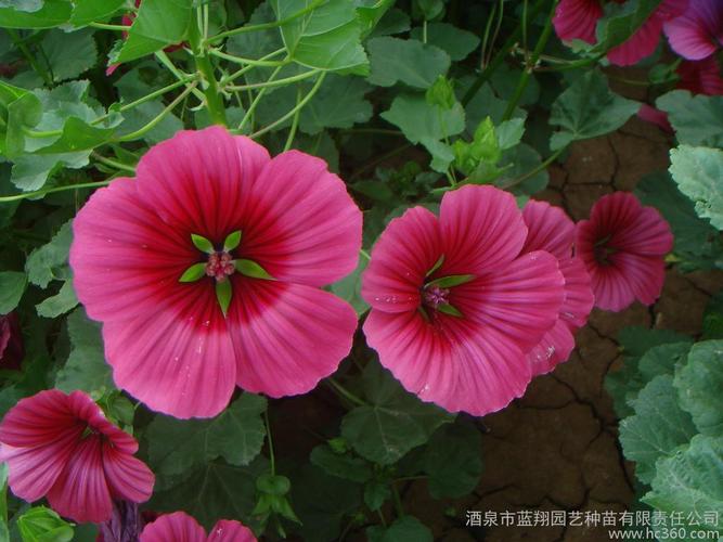 马洛葵种子 花仙子盆栽花卉种子-开花繁茂 可布置花坛包邮