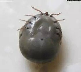 "最后,来辟个谣~蜱虫不会往身体里钻的!