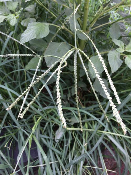 最常见的草,是什么学名