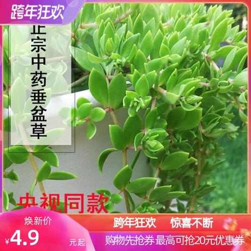 正宗垂盆草苗新鲜可食用四季常青吊兰植物降糖垂盆草功效与作用