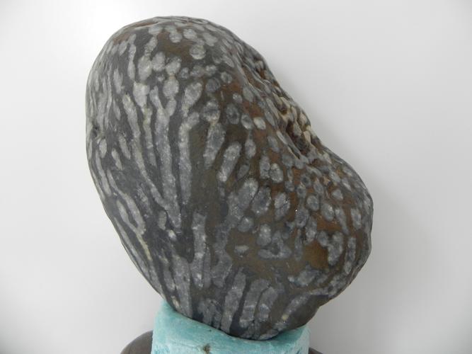 请问这块珊瑚化石有几多收藏与市场价值?