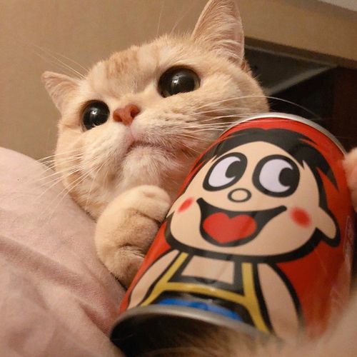 有这只猫咪抱着其他饮料