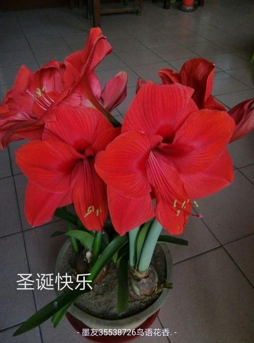 朱顶红圣诞快乐