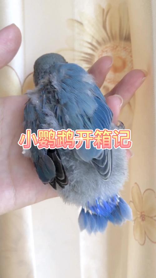 蓝银鹦鹉开箱记,分享注意事项_牡丹_大眼睛_抵抗力_手
