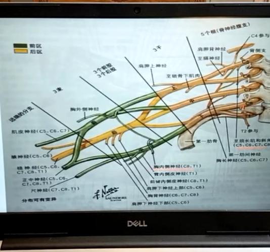 臂丛神经快速记忆方法