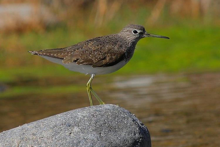 其它 常见鸟类图片名称-2 写美篇所有图文 来自识鸟家 图片系截图