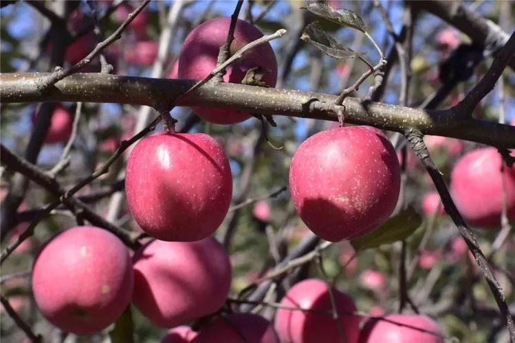 2018咸阳金秋旅游季丨金秋果飘香咸阳苹果红