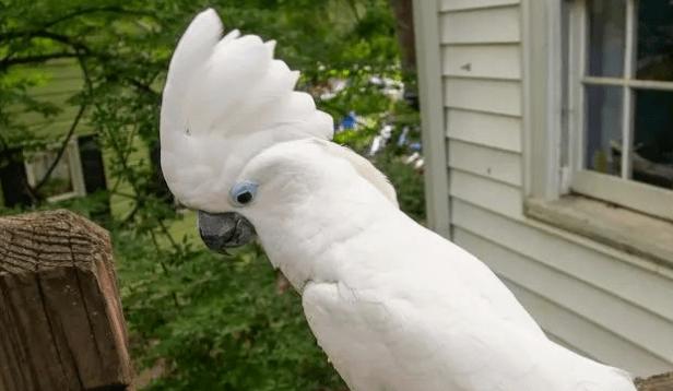 [鸟友汇鹦鹉俱乐部]老人用50年集齐9种白色凤头鹦鹉,挑战一下国内所有