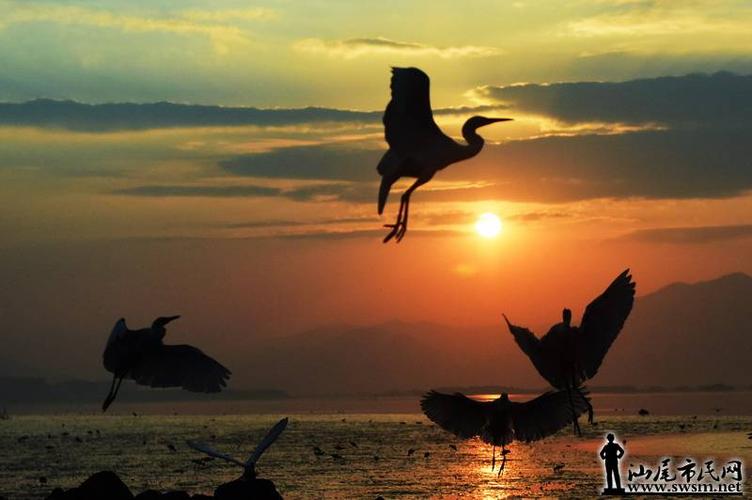 海风大网佬 我行我摄378集:冬日暖阳白鹭飞.