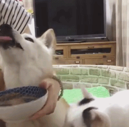 主人给汪喂饭,被喵当场抓包:你俩在这腻歪啥呢!看锤!