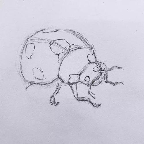 素描教程昆虫篇丨可爱的七星瓢虫